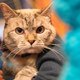 Image for article titled Scientists Talked to Cats to Figure Out If They Know Their Own Names